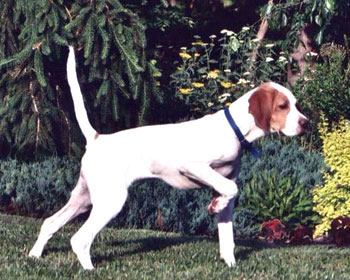 Nitro's Elhew Magnolia
