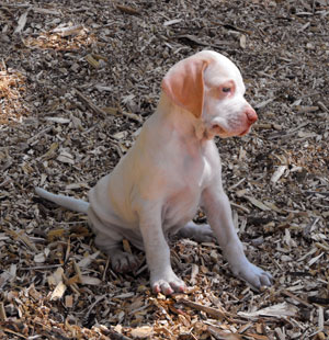Puppy