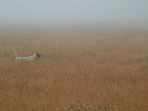 Striking Elhew Maggie