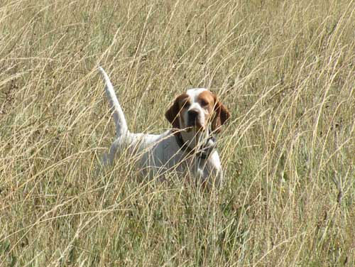 Elhew Striking Jessie