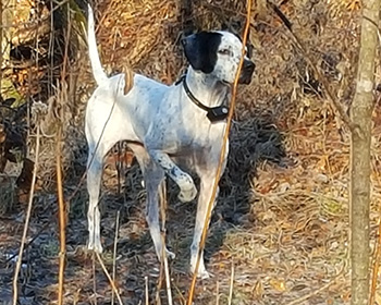 Striking Elhew Layla