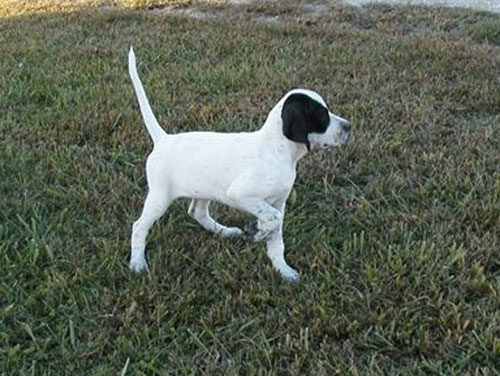 Striking Elhew Mack x Nitro's Elhew Seamaid pup