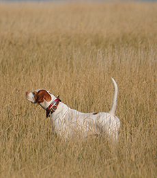 Jo on the Prairie