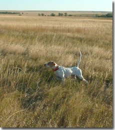 Maggie on the Prairie