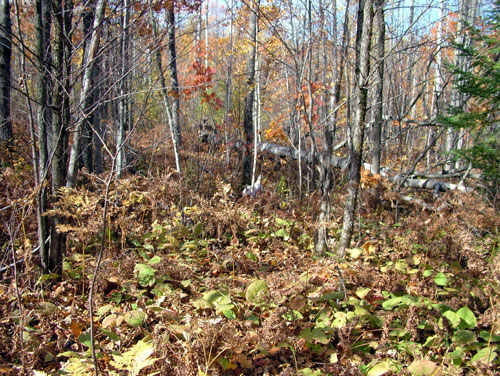 Striking Elhew Maggie