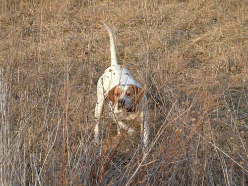Striking Elhew Budd pointing quail