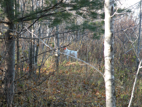 Striking Elhew Dixie