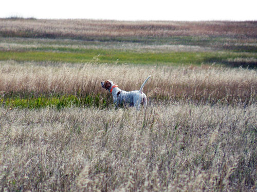 Striking Elhew Jessie