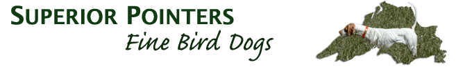 Superior Pointers - Fine Bird Dogs - Elhew Pointers