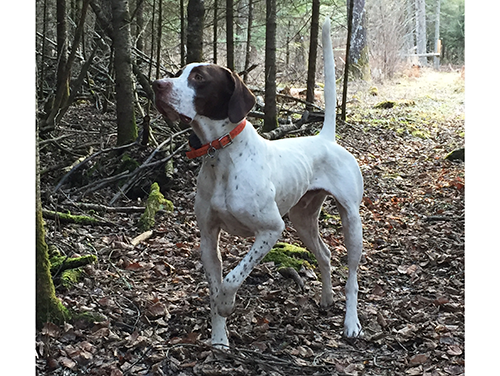 Bob and Tania McVean's Reagan