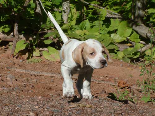 Zeke as a pup