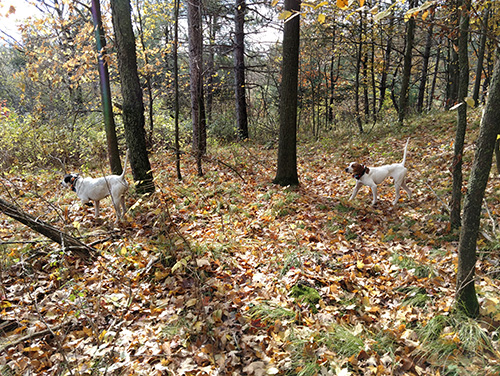 Tim and Michelle Olson's Layla and Moxie