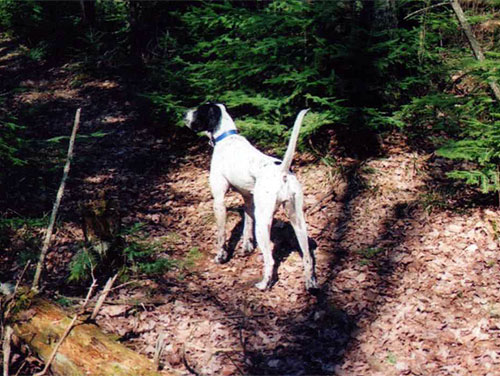 Dennis Johnson's Drifter