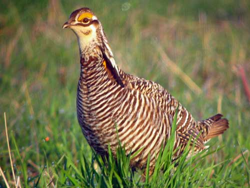 Prairie Chicken