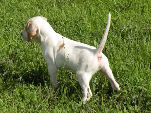 Dean Sobecki's Mack x Exa pup