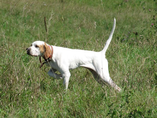 Nathan Steeber's Blaze